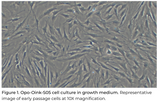 Opo Bio Porcine Fibroblasts