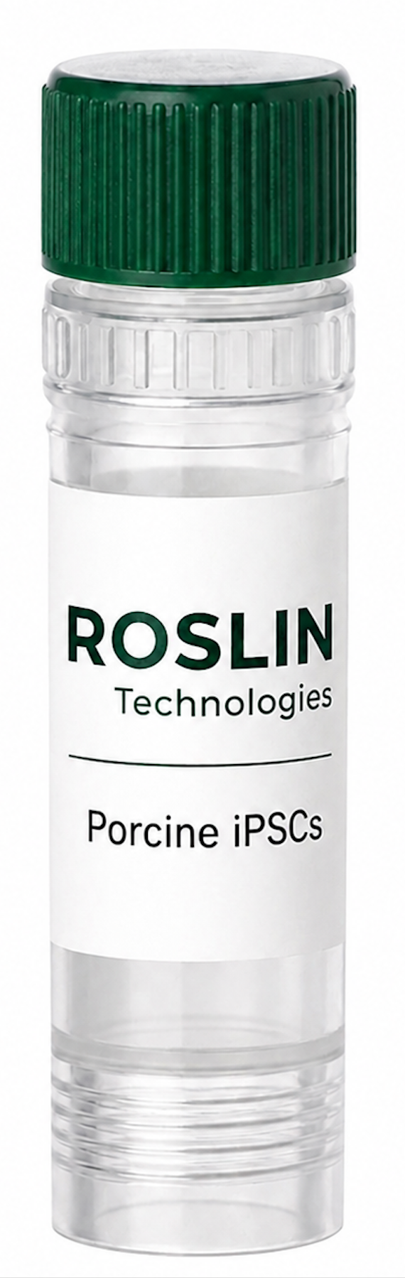 Roslin 猪诱导多能干细胞 (iPSC)