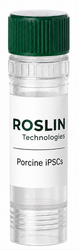 Roslin 猪诱导多能干细胞 (iPSC)