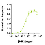 Rekombinowane białko FGF-2 kurczaka/kaczki (145 aminokwasów)