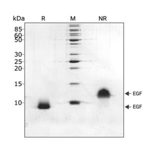 <tc>Qkine</tc> Rekombinowane białko EGF świńskie