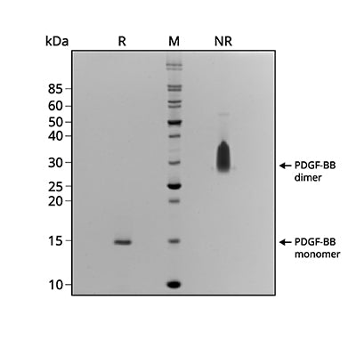 <tc>Qkine</tc> Rekombinowane białko PDGF-BB bydlęce
