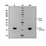 <tc>Qkine</tc> पुनः संयोजित सैल्मन FGF-2 (145 अमीनो एसिड) प्रोटीन