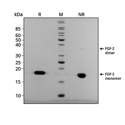 <tc>Qkine</tc> पुनः संयोजित सैल्मन FGF-2 (154 अमीनो एसिड) प्रोटीन