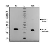 <tc>Qkine</tc> पुनः संयोजित सैल्मन FGF-2 (154 अमीनो एसिड) प्रोटीन
