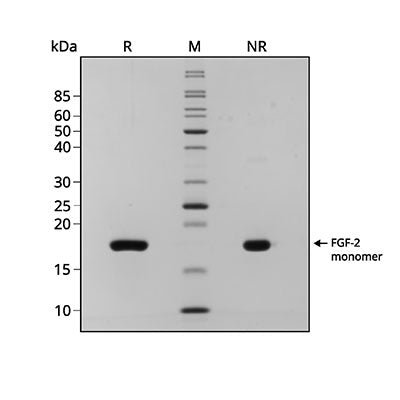 <tc>Qkine</tc> पुनः संयोजित टूना FGF-2 (154 अमीनो एसिड) प्रोटीन