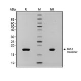 <tc>Qkine</tc> पुनः संयोजित टूना FGF-2 (154 अमीनो एसिड) प्रोटीन