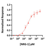 <tc>Qkine</tc> Rekombinowane białko NRG-1 bydlęce/świńskie