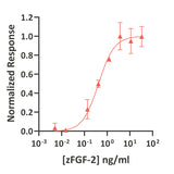 <tc>Qkine</tc> Rekombinowane białko FGF-2 danio pręgowanego