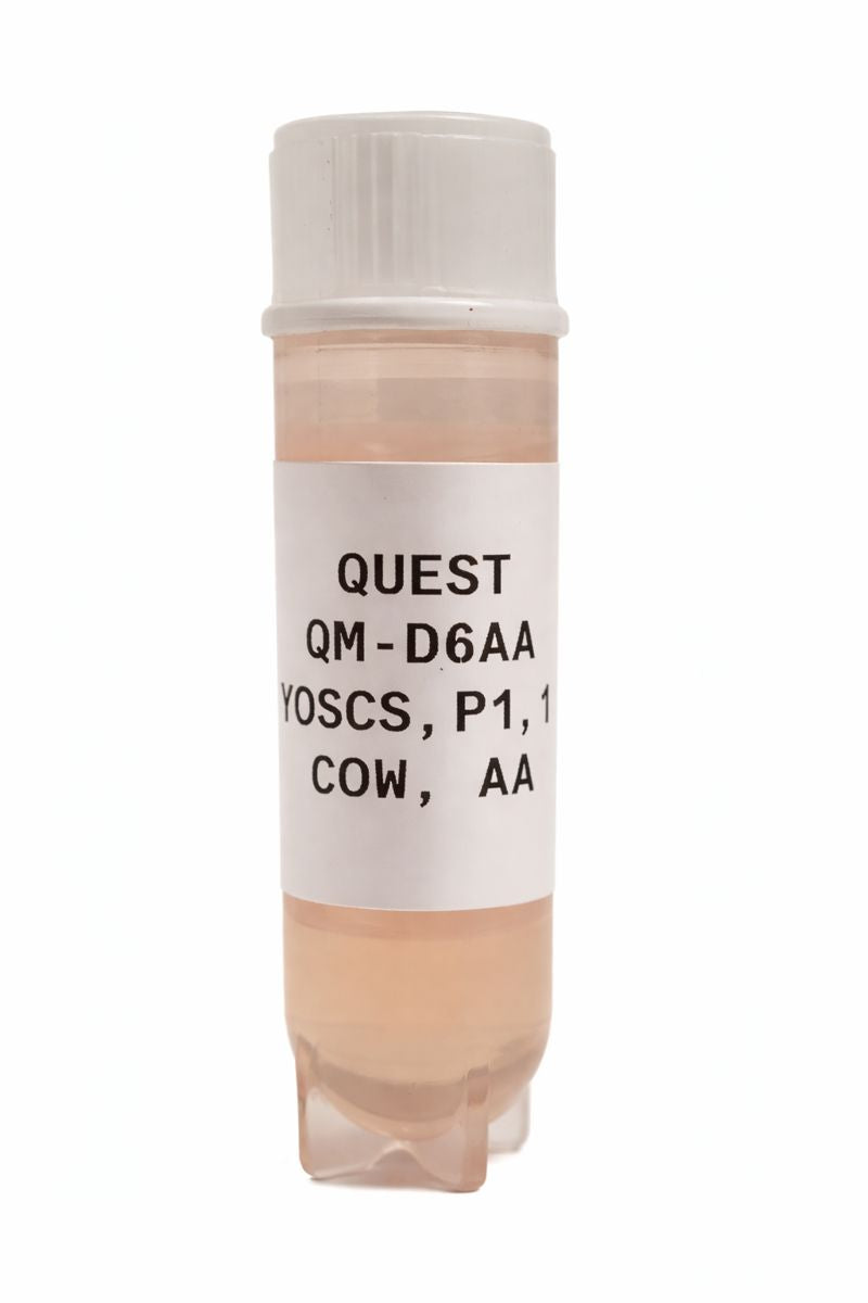 Quest Bovine Primary Cell Lines - Aberdeen Angus Pure Myosatellite ...