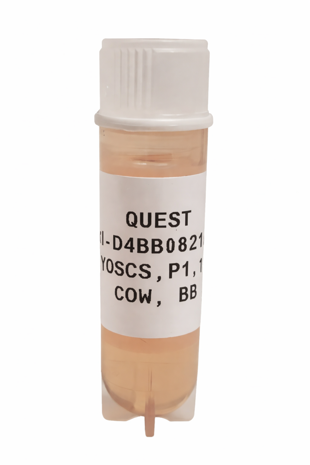 Quest Bovine Primary Cell Lines - British Blue Adipose Stem Cell