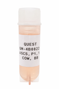 Quest Bovine Primary Cell Lines - British Blue Myosatellite