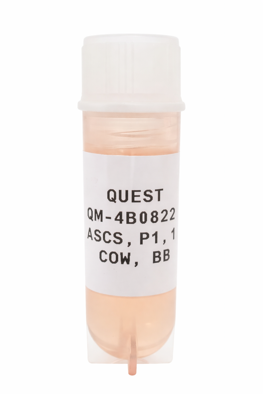 Quest Bovine Primary Cell Lines - British Blue Myosatellite