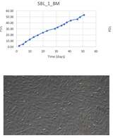 <tc>WildBio</tc> קו תאי MSC של אנטילופה סייבל – מח עצם