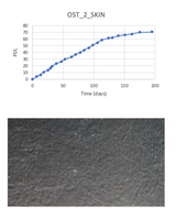 <tc>WildBio</tc> サーブルアンテロープ線維芽細胞株 – 皮膚