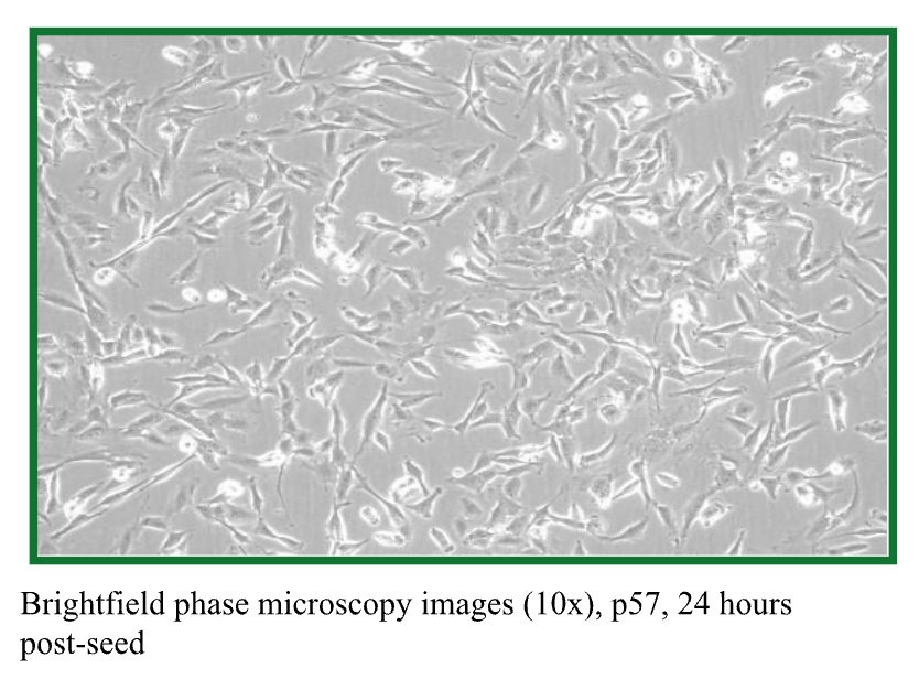 Cellcraft Spontaneously Immortalised Porcine Preadipocyte Cells