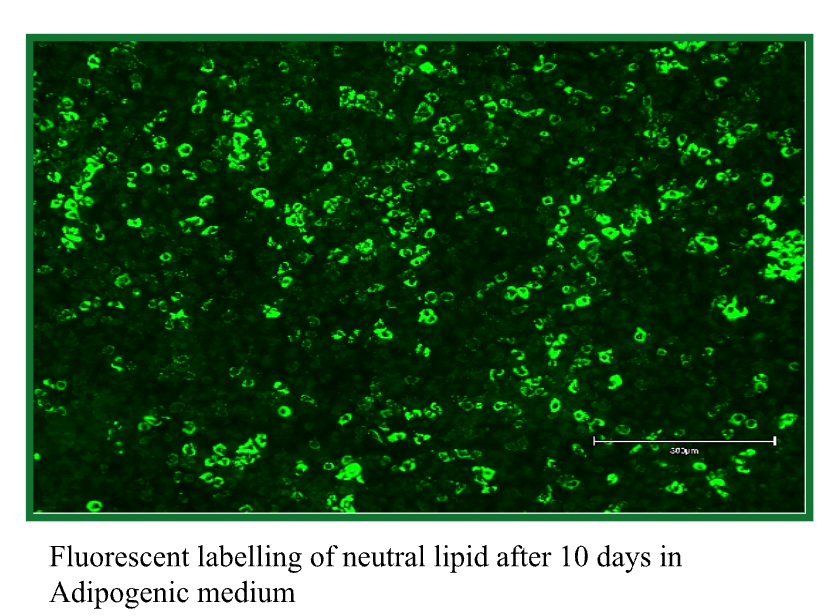 Cellcraft Spontaneously Immortalised Porcine Preadipocyte Cells