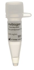 Invitrogen Humaan FGF-basic (FGF-2/bFGF) Recombinant Eiwit