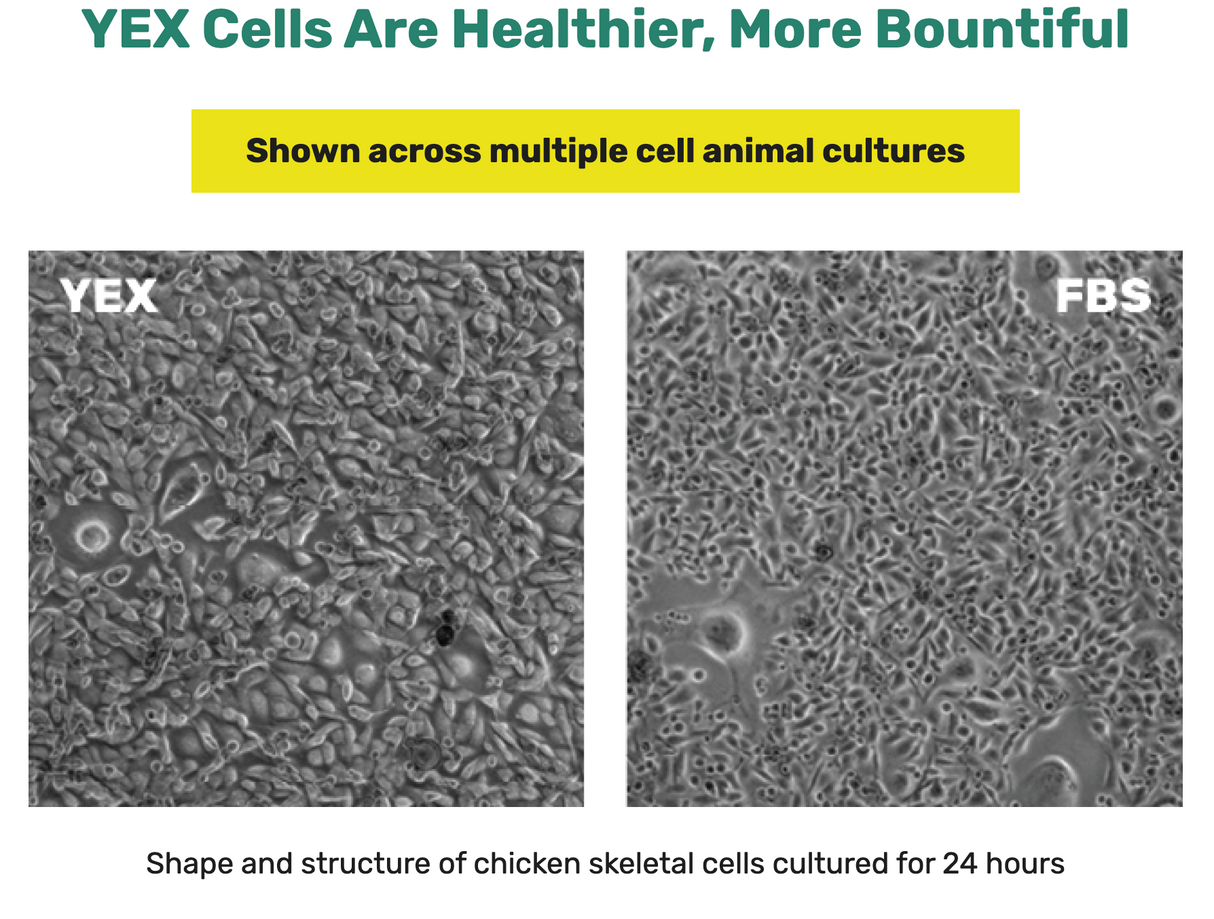 YEX™ Cell Culture Growth Medium