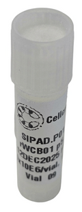<tc>Cellcraft</tc> Spontaanisti immortalisoidut sian preadiposyyttisolut