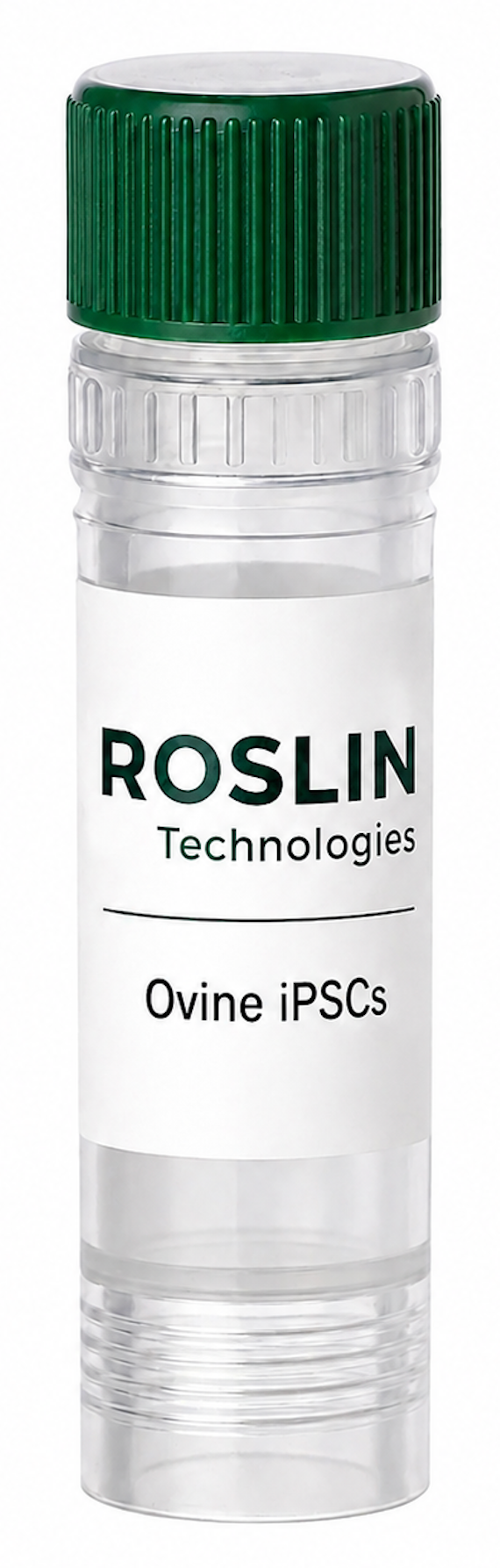 Roslin Ovine iPSC (เซลล์ต้นกำเนิดจากแกะที่ถูกเหนี่ยวนำให้มีความสามารถหลายรูปแบบ)