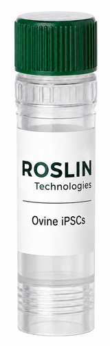 Roslin Ovine iPSC (เซลล์ต้นกำเนิดจากแกะที่ถูกเหนี่ยวนำให้มีความสามารถหลายรูปแบบ)