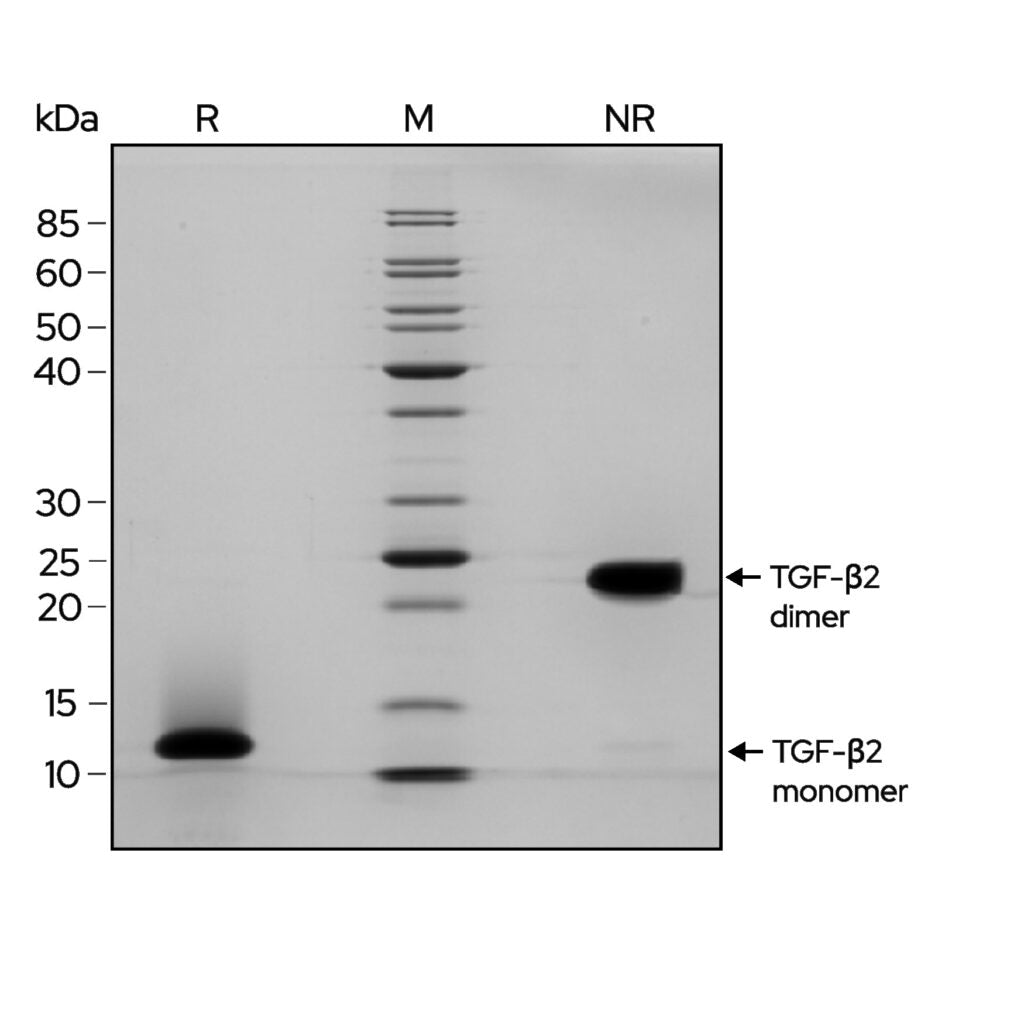 <tc>Qkine</tc> Rekombinowane białko TGF-β2 bydlęce/świńskie