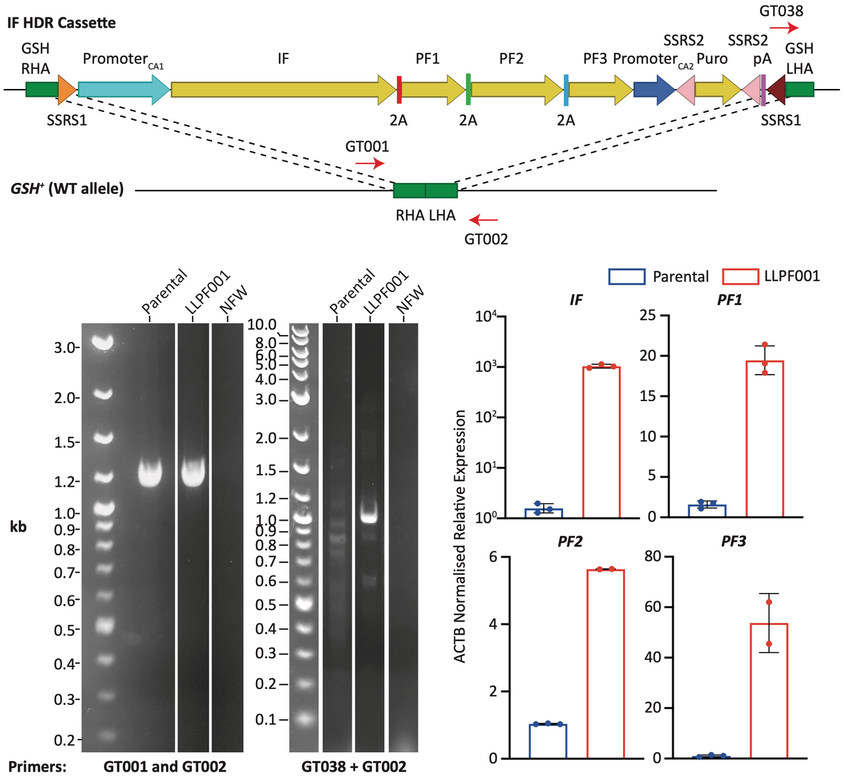 Livestock Labs Porcine Fibroblasts