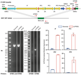 Livestock Labs Porcine Fibroblasts