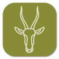 <tc>WildBio</tc> Línea Celular de Fibroblasto de Blesbok – Piel