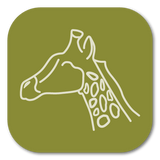 <tc>WildBio</tc> 长颈鹿肌母细胞系 – 肌肉