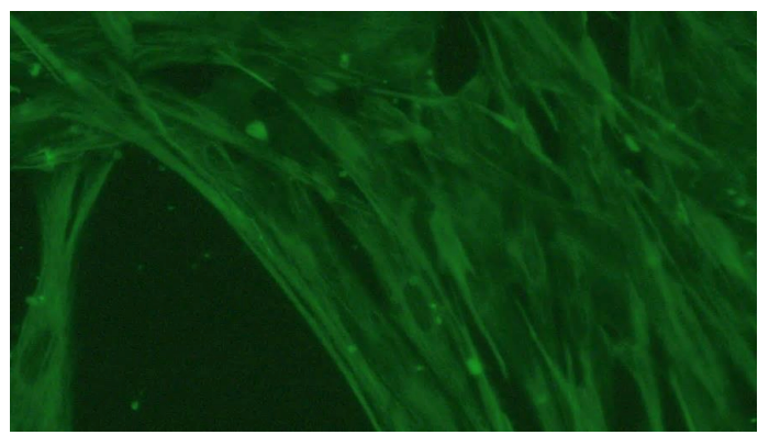 <tc>WildBio</tc> ゼブラ筋芽細胞株 – 筋肉