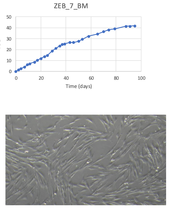 <tc>WildBio</tc> קו תאים MSC מזברה – מח עצם