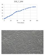 <tc>WildBio</tc> קו תאים MSC מזברה – מח עצם