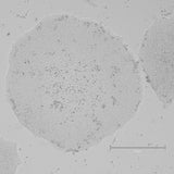 <tc>Qkine</tc> Rekombinowane białko witronektyny bydlęcej