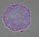 Roslin Bovine ESCs (Embryo-Derived Stem Cells)