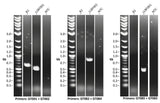 <tc>Livestock Labs</tc> Rinderfibroblasten
