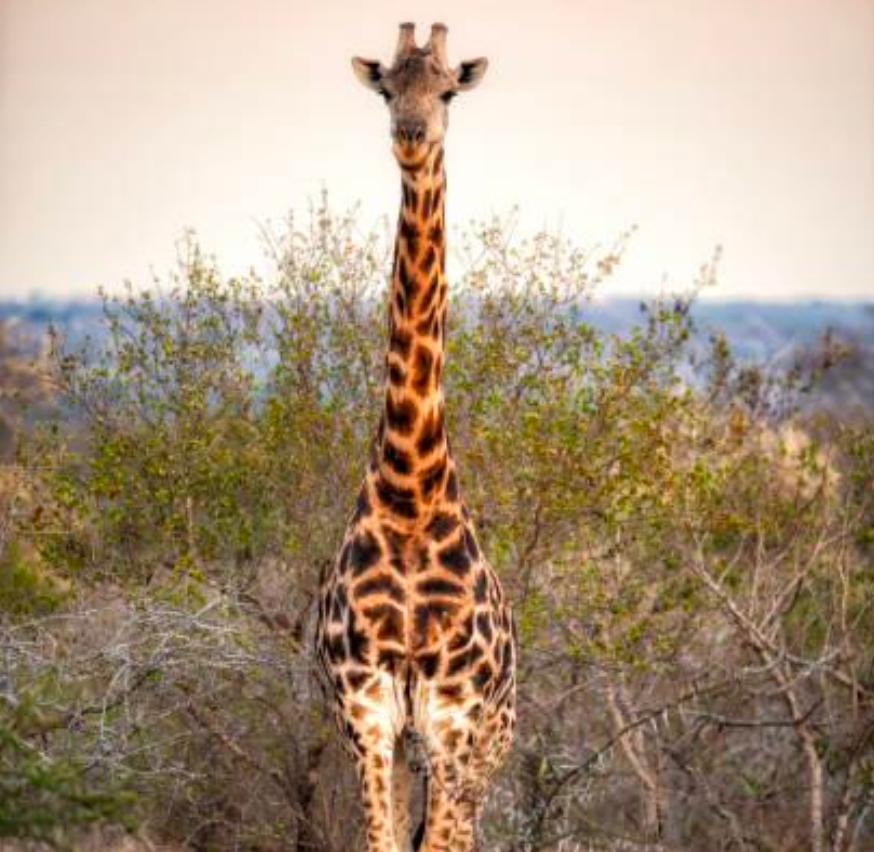 <tc>WildBio</tc> קו תאי קדם-אדיפוציט של ג'ירפה – שומן