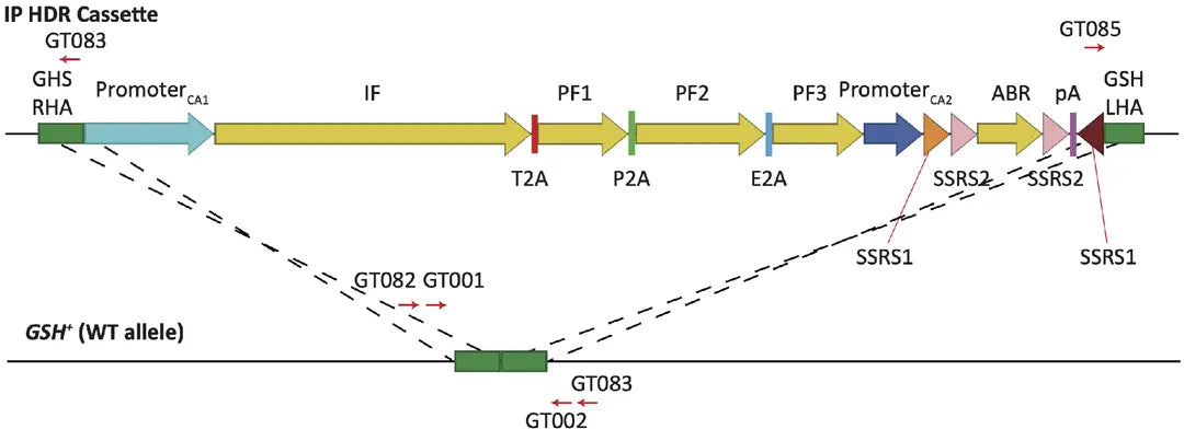 <tc>Livestock Labs</tc> Rinderfibroblasten
