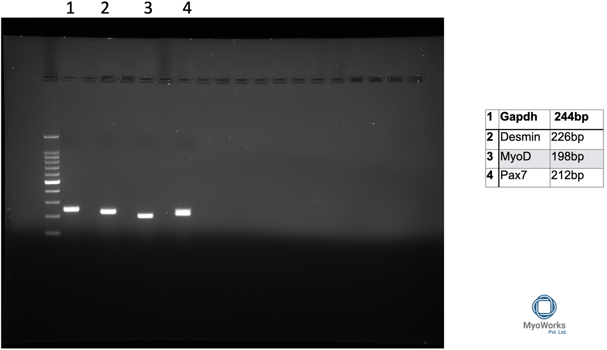 MyoWorks Chicken Primary Muscle Cells