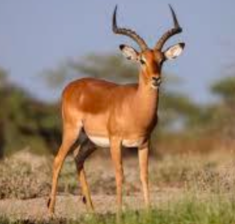 <tc>WildBio</tc> קו תאי פרה-אדיפוציטים של אימפלה – שומן