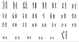<tc>Livestock Labs</tc> Rinderfibroblasten
