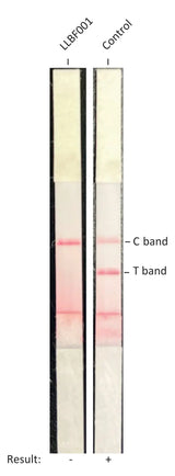 <tc>Livestock Labs</tc> Rinderfibroblasten