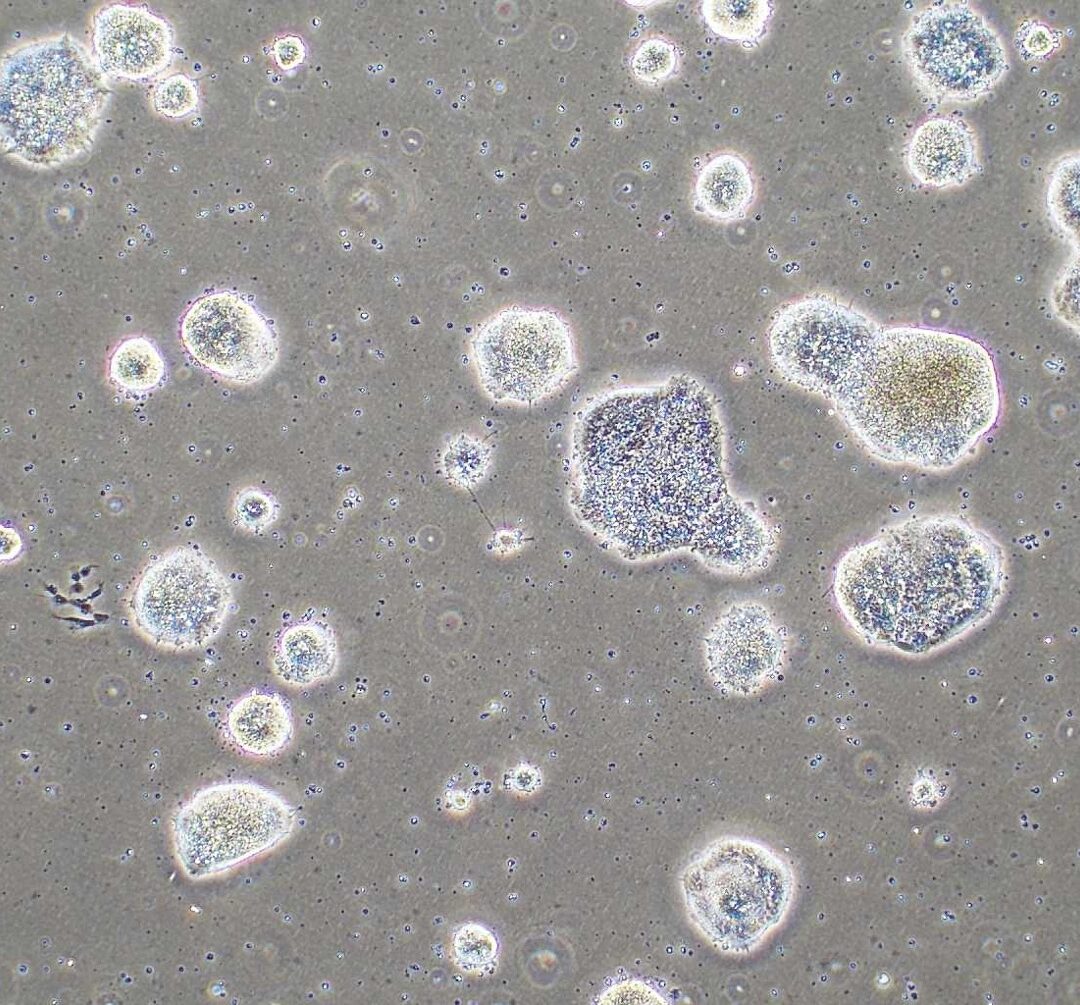 Roslin Ovine iPSC (Sel Punca Pluripoten Terinduksi)