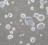 Roslin Ovine iPSC (Sel Punca Pluripoten Terinduksi)