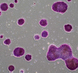 Roslin Ovine iPSC (Sel Punca Pluripoten Terinduksi)