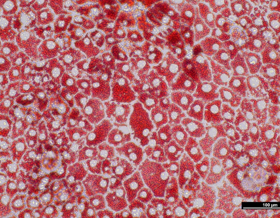 Roslin Ovine iPSC (Sel Punca Pluripoten Terinduksi)