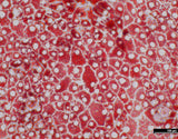 Roslin Ovine iPSC (Sel Punca Pluripoten Terinduksi)