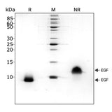 <tc>Qkine</tc> पुनः संयोजित पोर्सिन EGF प्रोटीन