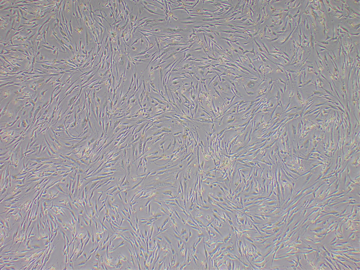 Novel Farms Porcine Fibroblasts 100% Iberico